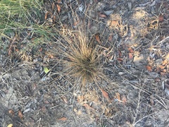 Fimbristylis polytrichoides