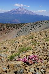 Calyptridium monospermum