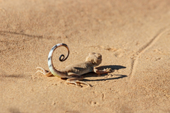 Phrynocephalus guttatus