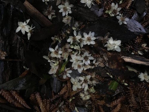 Blackheart sassafras (Atherosperma moschatum)