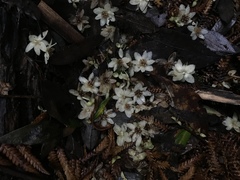 Atherosperma moschatum moschatum