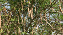 Moringa oleifera