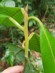 Beilschmiedia tovarensis
