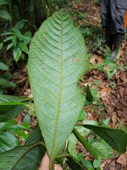 Beilschmiedia tovarensis