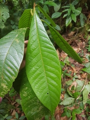 Beilschmiedia tovarensis