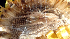 Cheiracanthium gracile