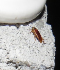 Pseudomops interceptus