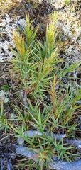 Dracophyllum trimorphum