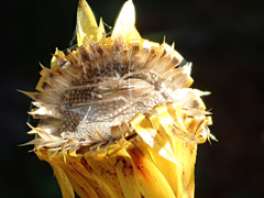 Cheiracanthium gracile