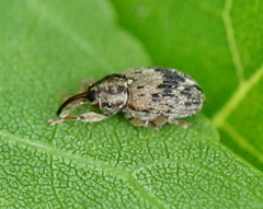 Lignyodes bischoffi