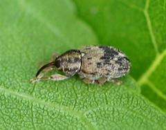 Lignyodes bischoffi
