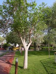 Moringa oleifera