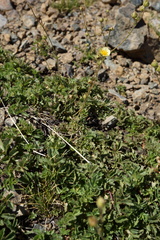 Drymocallis pseudorupestris