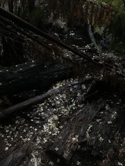 Atherosperma moschatum moschatum