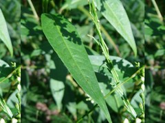 Persicaria robustior