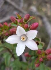 Philotheca buxifolia