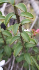 Philotheca buxifolia