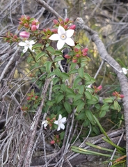 Philotheca buxifolia