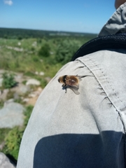 Cephenemyia stimulator