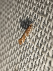 Phyllonorycter millierella