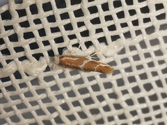 Phyllonorycter millierella