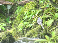 Enicurus schistaceus