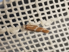 Phyllonorycter millierella