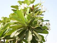 Plumeria obtusa