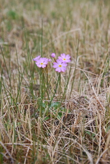 Primula nutans
