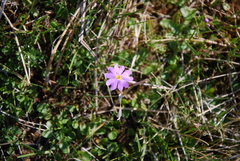 Primula nutans