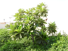 Plumeria obtusa