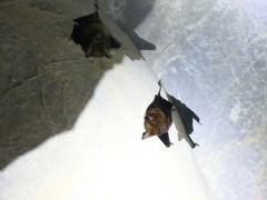 Hipposideros armiger armiger