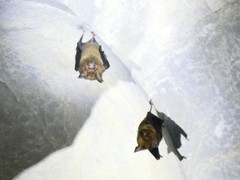 Hipposideros armiger armiger