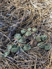Asclepias solanoana