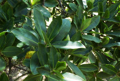 Angiospermae