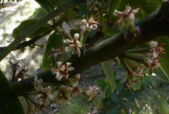 Angiospermae