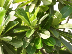 Plumeria obtusa