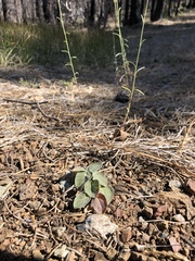 Asclepias solanoana