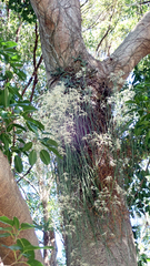 Dendrobium teretifolium