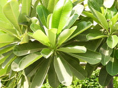 Plumeria obtusa