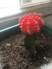 Gymnocalycium