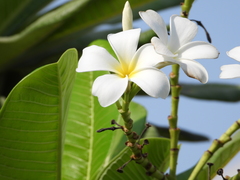 Plumeria obtusa