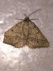 Isturgia murinaria