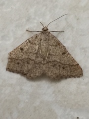 Isturgia murinaria