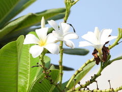 Plumeria obtusa