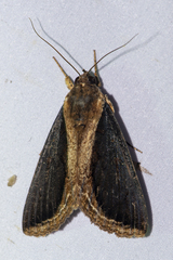 Ercheia cyllaria
