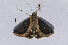 Ercheia cyllaria
