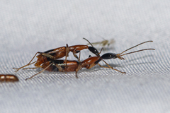 Ophionea nigrofasciata