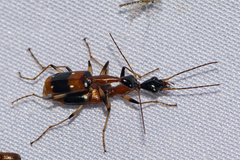 Ophionea nigrofasciata