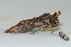 Stictopterinae